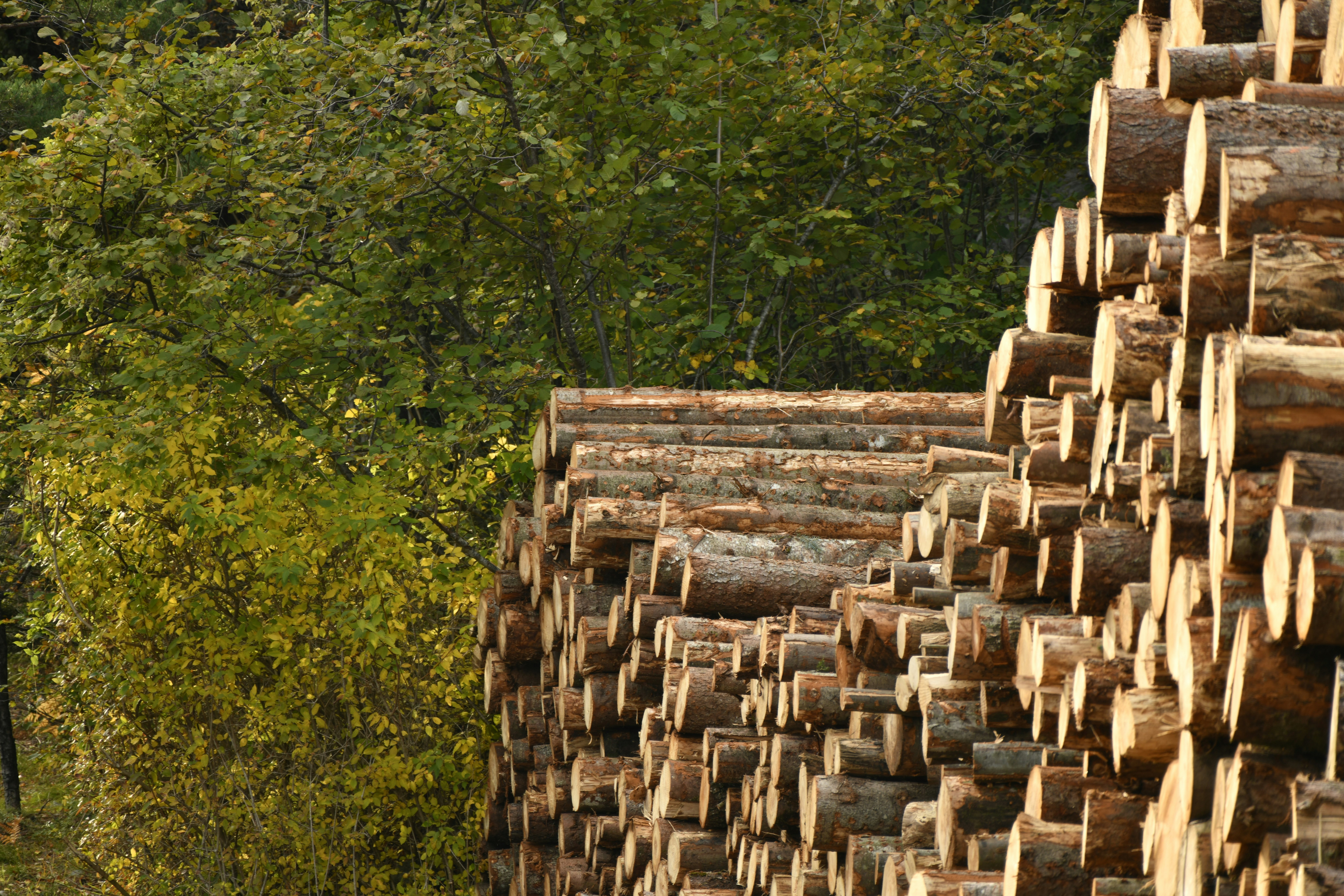 stack of brown wood logs